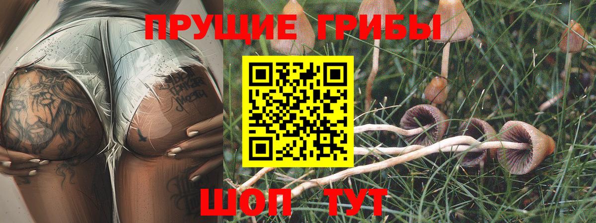 Котельники  Галлюциногенные грибы Cubensis  Вход с VPN 